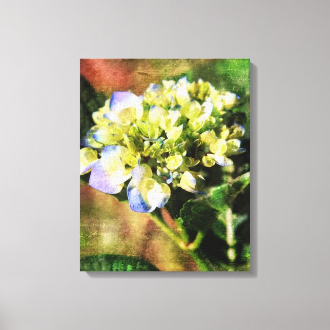 Fotografie von Hydrangea Leinwanddruck (Vorderseite)