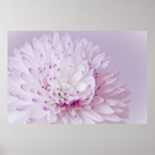 Fotografie von weichpastellfarbenen Blumen Poster