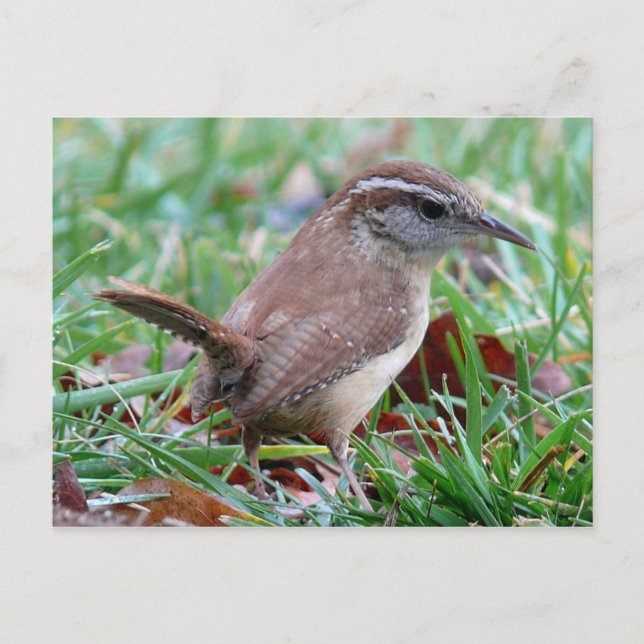 Fotografien: Vögel - Postkarte (Vorderseite)