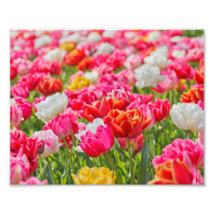 Fotografisch drucklebhafte Tulips Fotodruck