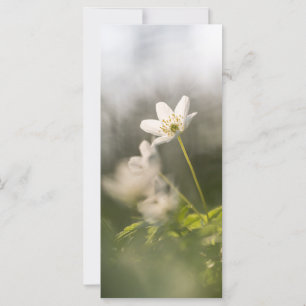 Fotokarte für die weiße Windblume