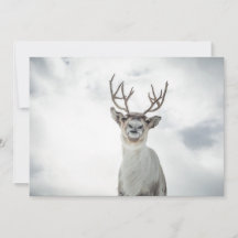 Fotokarte für Rentier