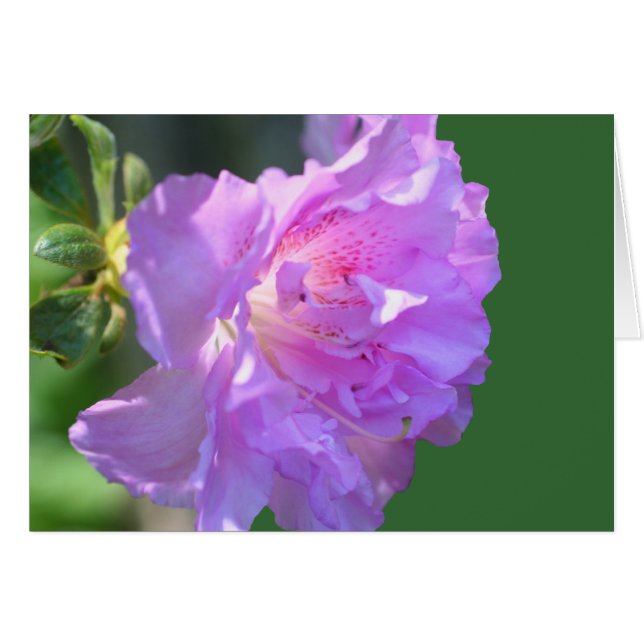 Fotokarte für Rosa Azalea Blume (Vorderseite (Horizontal))