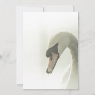 Fotokarte für Weißschwan-Natur Save The Date