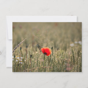 Fotokarte Poppy Nature
