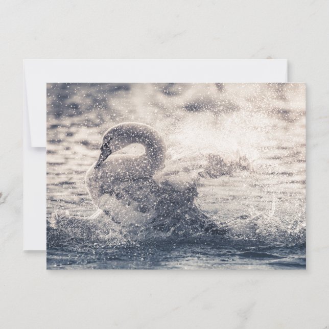Fotokarte Swan Nature (Vorderseite)