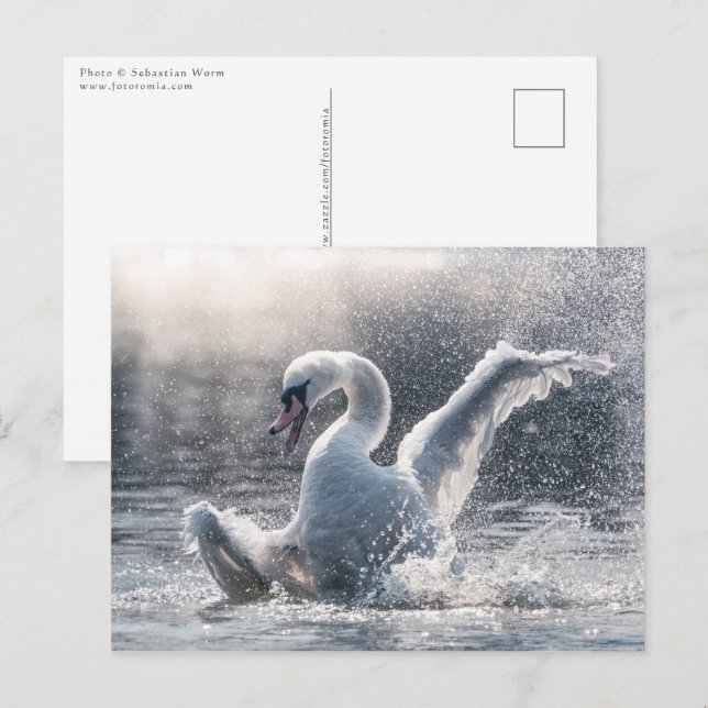Fotokarte Swan Nature Postkarte (Vorne/Hinten)