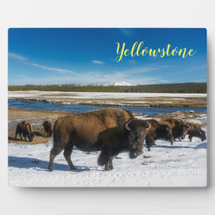Fotoplakette-Yellowstone Büffel Fotoplatte