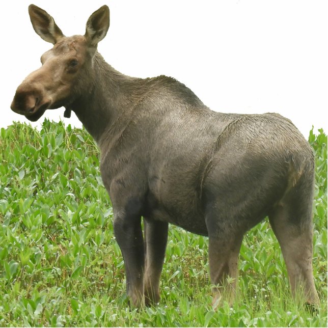 Fotoskulptur der Elch-12x18 (Vorne)