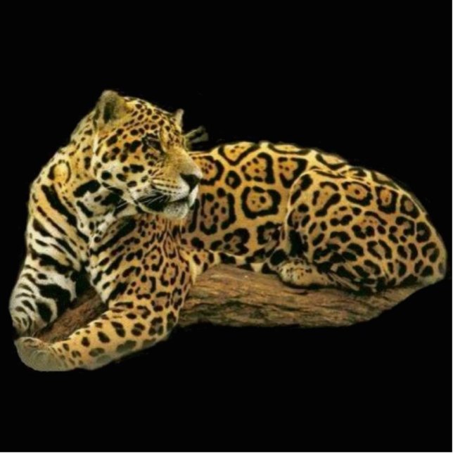 Fotoskulptur Jaguar (Vorne)