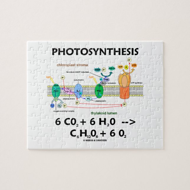 Fotosynthese (chemische Formel lichtabhängig) (Horizontal)