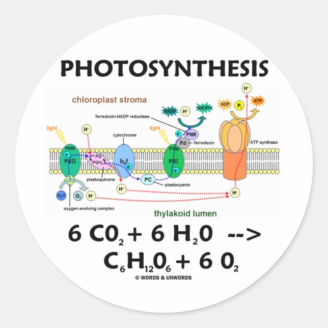 Fotosynthese (Chemische Formel) Runder Aufkleber (Vorderseite)