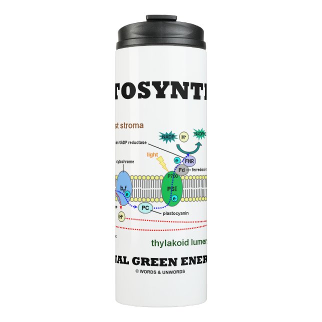 Fotosynthese der ursprünglichen grünen Energiequel Thermosbecher (Vorderseite)