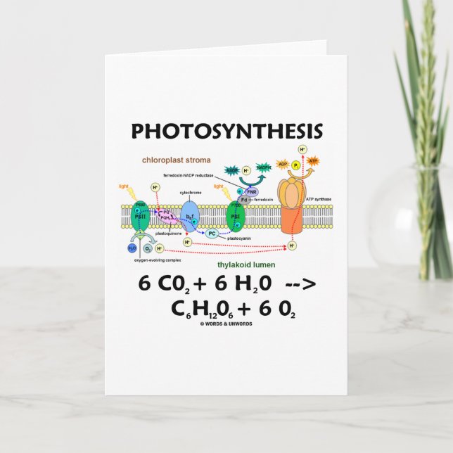 Fotosynthese (Kohlendioxid + Wasser) Karte (Vorderseite)