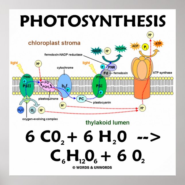 Chemische Gleichung des Krebszyklus