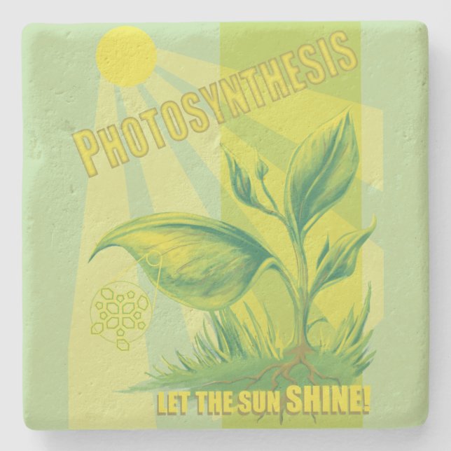 Fotosynthese Steinuntersetzer (Vorderseite)
