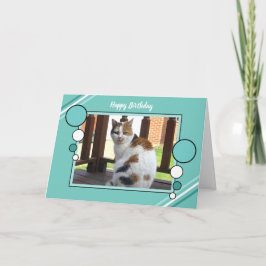 Fototürkisgrün der Kalikokatze sitzendes Karte