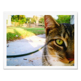 Fotoungenannte Tabby-Katze "Lolo " Fotodruck