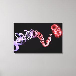 Fötus mit einer Nabelschnur gemacht von Leinwanddruck