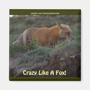 Fou comme un fou animal de la faune un aimant amus