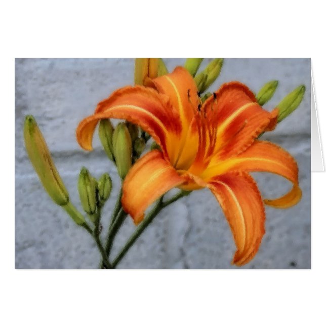 Foundation Lily (Vorderseite (Horizontal))