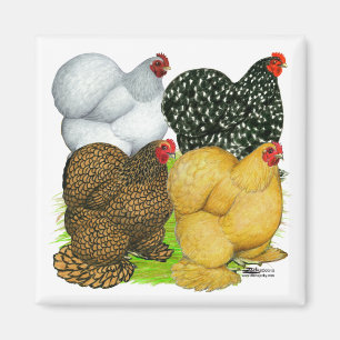 Four Cochin Hens Magnet