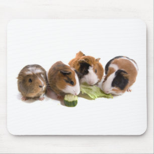 four guinea pigs who eat, mousepad