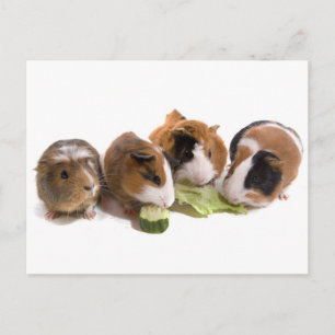 Four Guinea Pigs who eat Postkarte