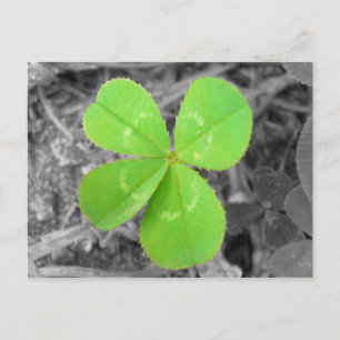 Four Leaf Clover Postcard - Black & White & Green Postkarte