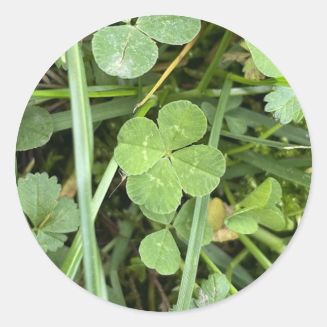 Four leaf Clover Sticker (Devant)