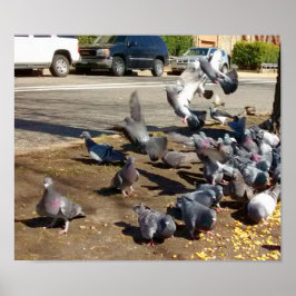 Four Pigeons Landing in a Row Poster