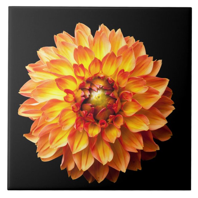 Four Queens Dahlia Blume Fliese (Vorderseite)