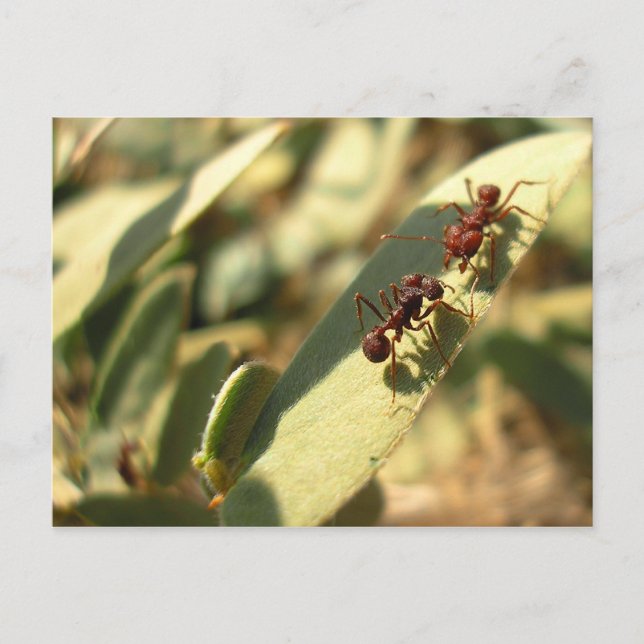 Fourmis et attitude - Carte postale n° 1 (Devant)