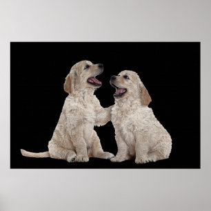 Fourrure Compagnons 36 x 24 Poster