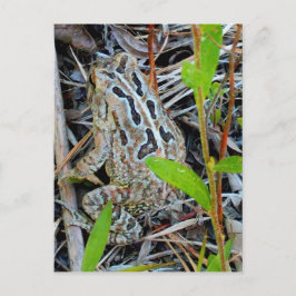 Fowlers Toad Postcard Postkarte