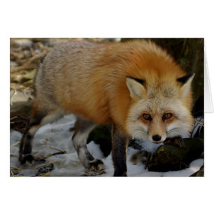 Fox