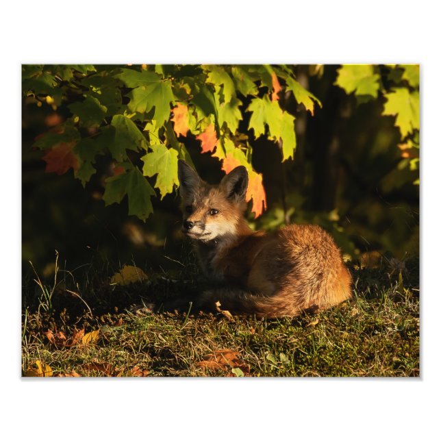 Fox-Blätter und Schatten Foto drucken (Vorne)