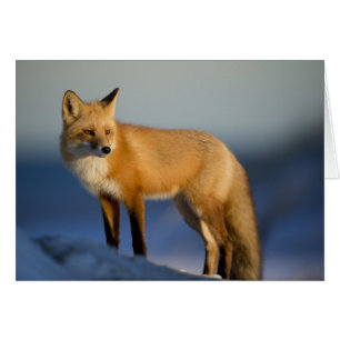 Fox Card - Blindfarben für jeden Anlass - benutzer