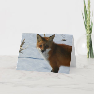 Fox Card Karte
