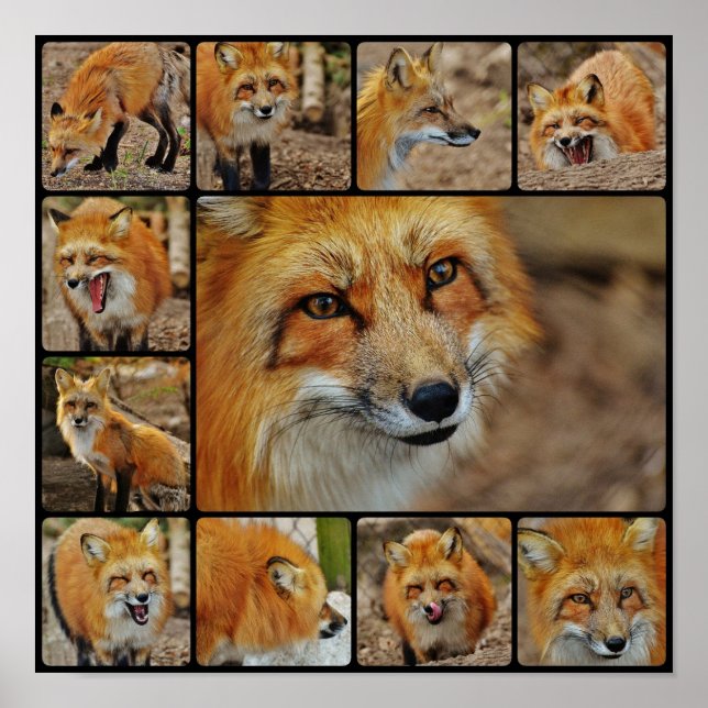 Fox Collage Poster (Vorne)