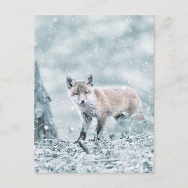 Fox Cub im Schnee Postkarte (Vorderseite)