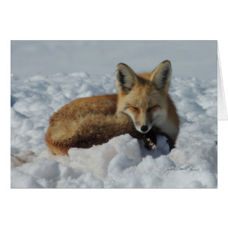 Fox dormant dans la neige