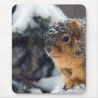 Fox-Eichhörnchen im Winter Mousepad