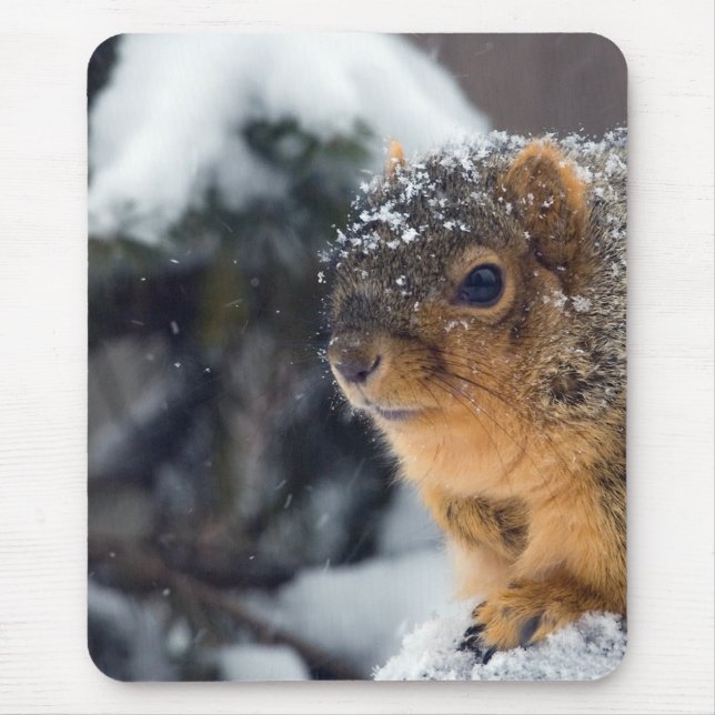 Fox-Eichhörnchen im Winter Mousepad (Vorne)