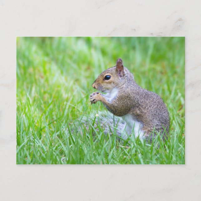 Fox-Eichhörnchen Postkarte (Vorderseite)