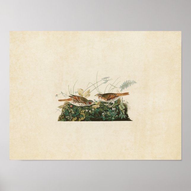 Fox-Farbige Vögel der Platten-108% pipe% des Poster (Vorne)