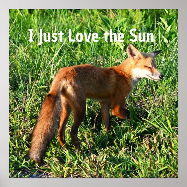 Fox Foto Poster (Vorne)