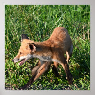 Fox Foto Poster