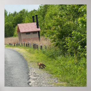 Fox Foto Poster