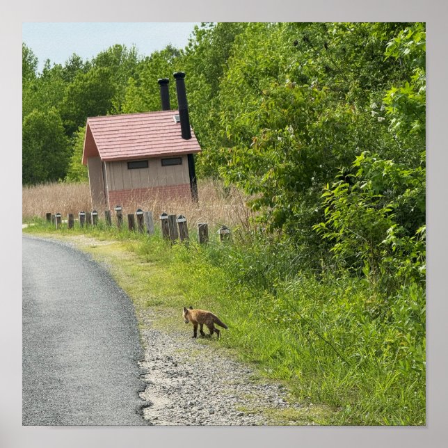 Fox Foto Poster (Vorne)